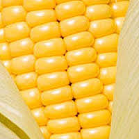 Manufacturers Exporters and Wholesale Suppliers of Yellow Corn chennai Tamil Nadu